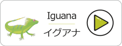 Iguana-p2vpl8kkub33bxtxcpyq7ge565adxv4mb8ukb3b9z4