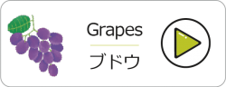 grapes-p2vpr26l6d218zdgcqkj5hhxn2l8md8rg2bubsohfk